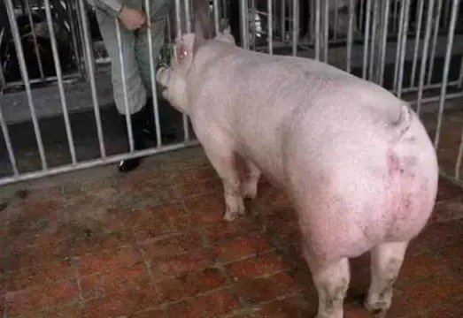 值得收藏的豬場母豬配種黃金時間表 提升繁殖效率的關鍵技巧